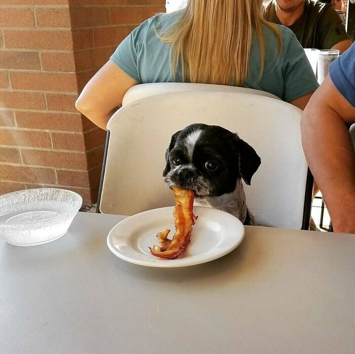 Dog sitting at a table, eating bacon from a plate, in a bizarre and amusing photo.