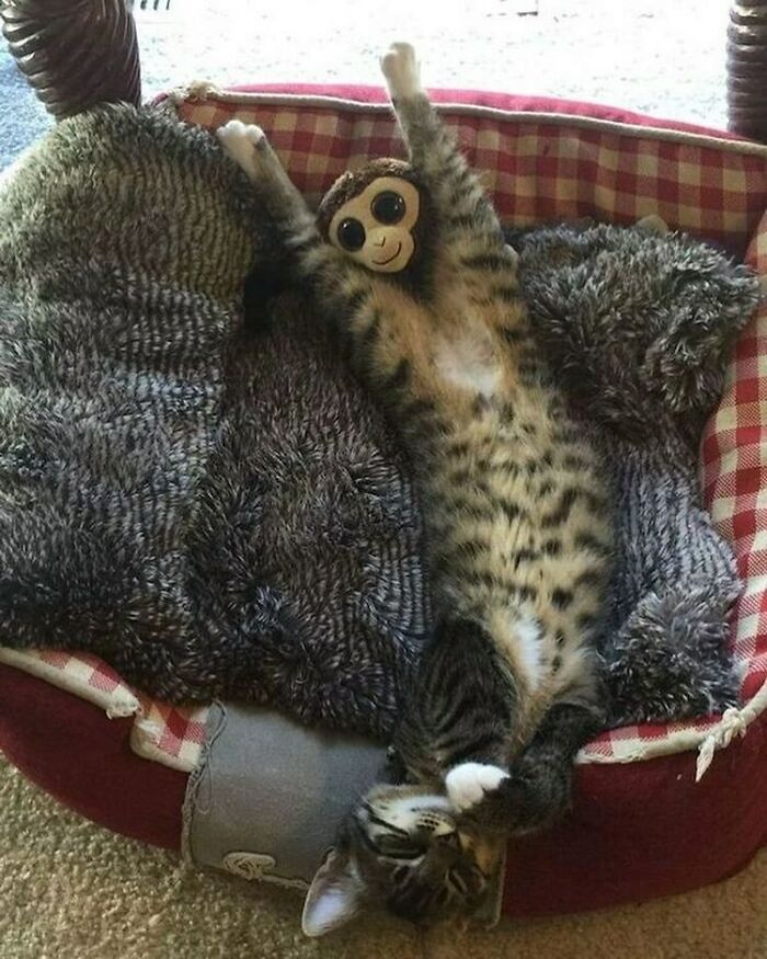 Playful cat stretching in a basket with a monkey face drawn on its belly for a bizarre photo effect.