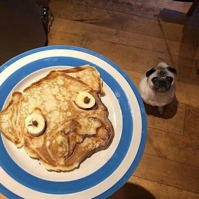 Pancake shaped like a pug's face on a plate, with a real pug gazing up. Bizarre Instagram photo.