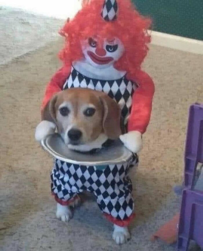 Dog in a bizarre costume with a clown face and harlequin pattern, resembling eclectic Instagram page style.