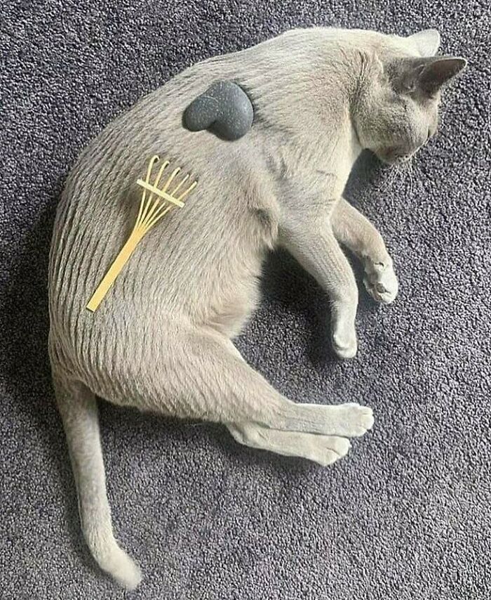 Bizarre photo of a cat on carpet with a stone and rake on its back.