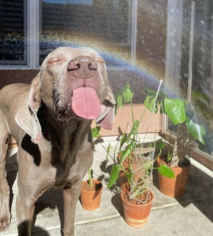 Dog enjoying a rainbow mist near potted plants, embodying bizarre charm.