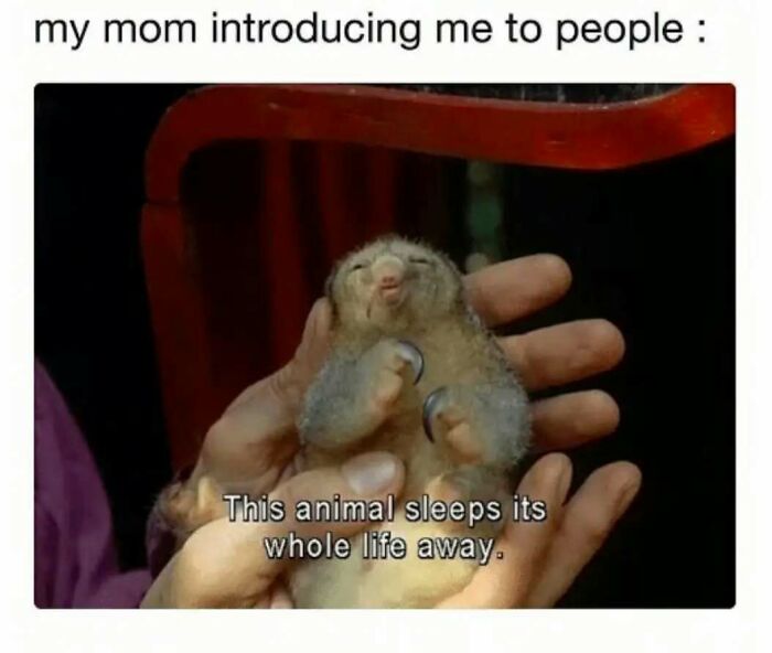 A person holding a small sleepy animal, captioned with an introvert meme.