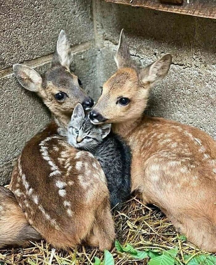 Two baby deer cuddling a kitten in a corner, showcasing a bizarre and eclectic moment.