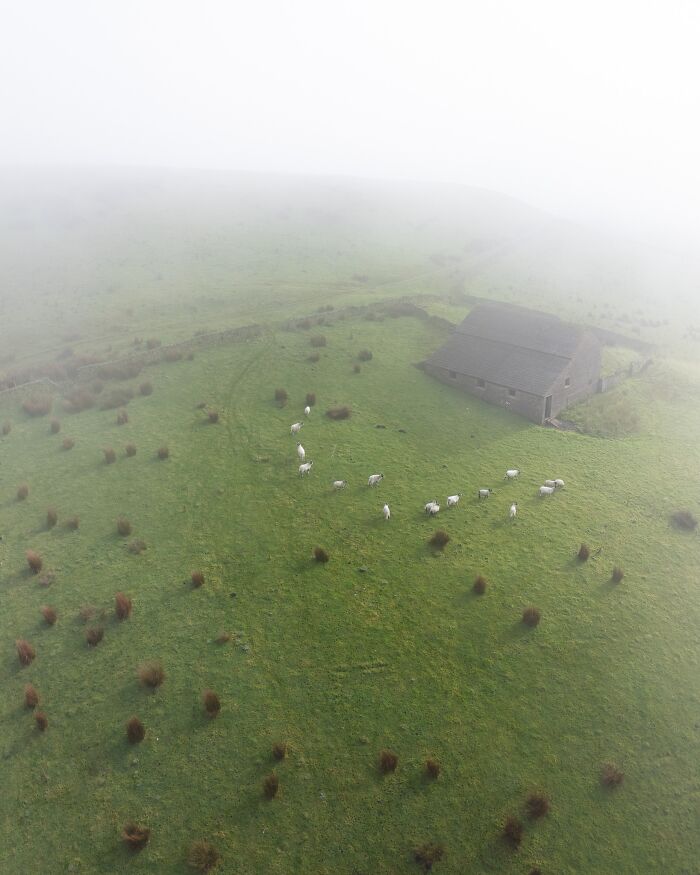 Foggy landscape with sheep grazing near a barn, capturing untamed nature.