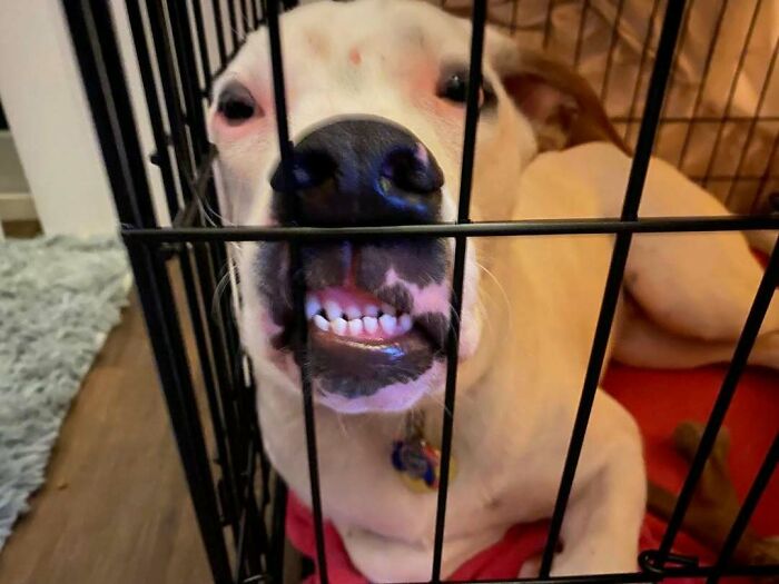 Dog with a funny expression, showing teeth, behind bars in a crate. Funny-Camera-Roll-Finds moment.