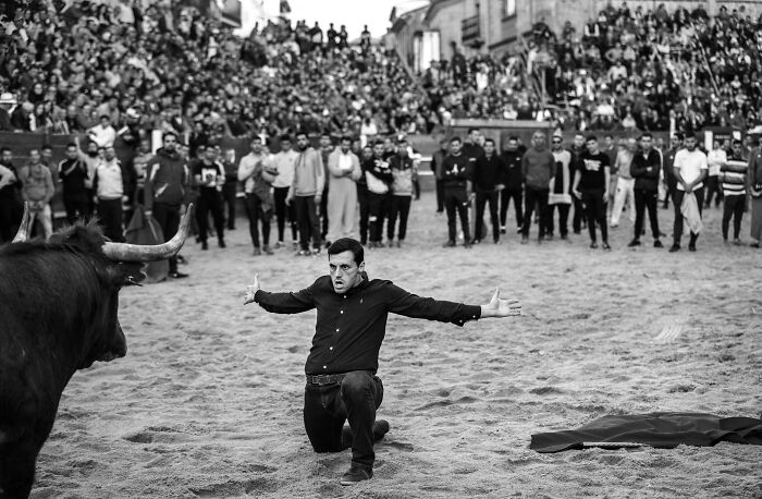 Man kneeling before a bull in front of a crowd, showcasing intense emotions. Tokyo International Foto Awards highlighted scene.