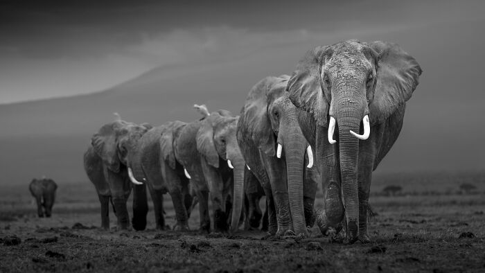 Black and white photo of elephants in a line, highlighting the Tokyo International Foto Awards.