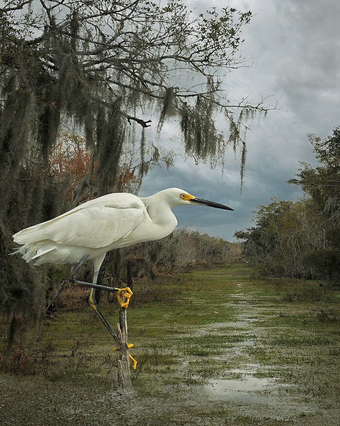 A white egret perched on a branch in a marshy landscape, showcasing nature photography for Tokyo International Foto Awards.