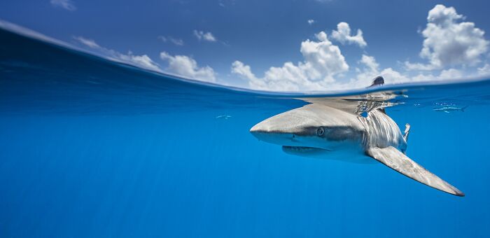 A shark swims just beneath the ocean surface, captured for Tokyo International Foto Awards.