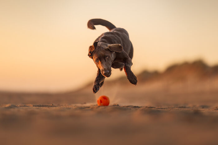 Dog jumping to catch an orange ball on a sandy beach at sunset; award-winning pet photography image.