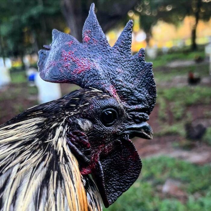 Rooster with unique genetic mutations, featuring an unusual dark comb and wattles, standing in a garden setting.