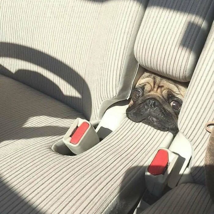 Pug playfully wedged in a car seat, showcasing bizarre charm and humor.