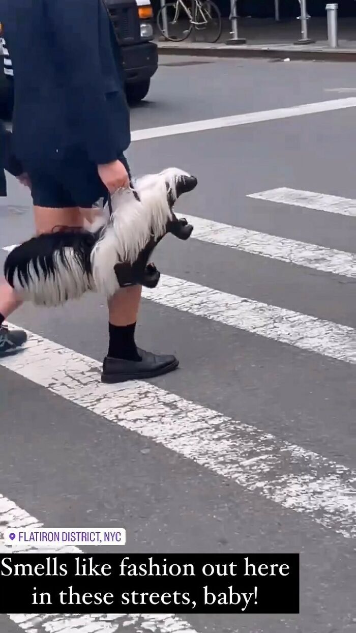 NYC local crossing street with a unique skunk accessory, showcasing bold New York fashion.