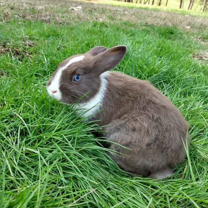 A rabbit with unique genetic mutations featuring blue eyes is sitting on green grass.