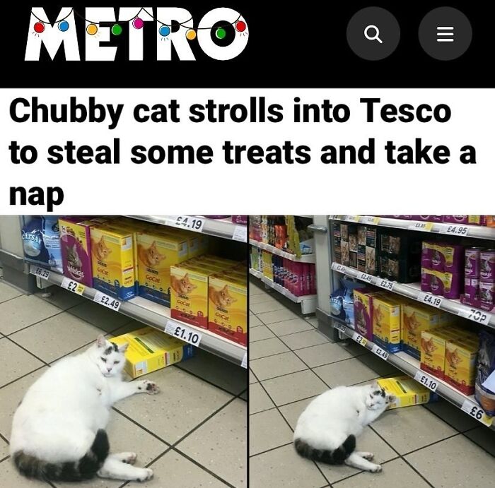 Chubby cat lounging in a Tesco aisle with pet food boxes, seemingly taking a nap in a British supermarket.