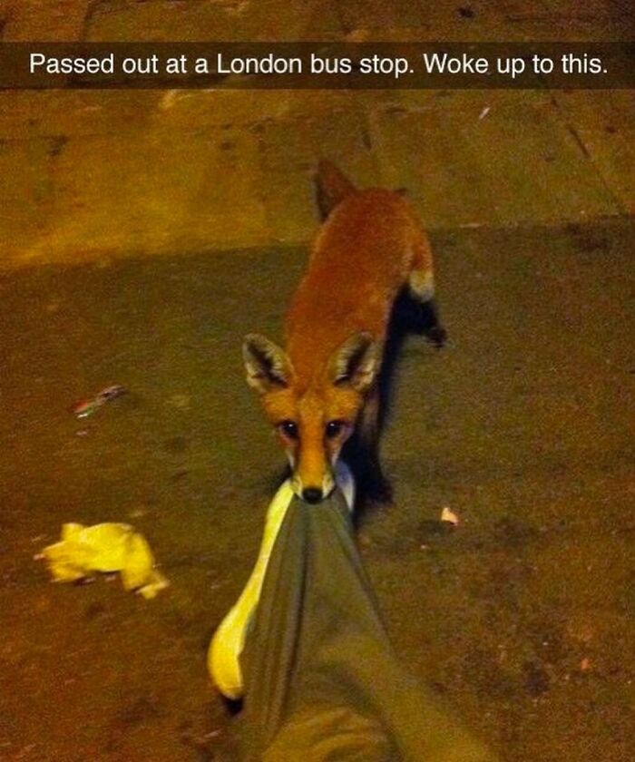 A fox tugs on someone's clothing at a London bus stop at night, creating a confusing scene for British onlookers.