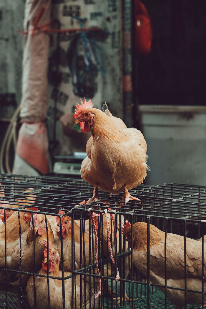 Photo Review: A Raw And Vibrant Journey Through A Farmers Market In Foshan, China – A Cultural Dive For The Bold!