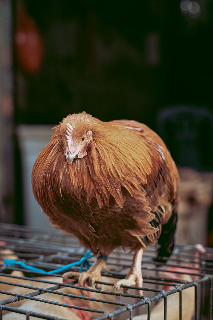 Photo Review: A Raw And Vibrant Journey Through A Farmers Market In Foshan, China – A Cultural Dive For The Bold!