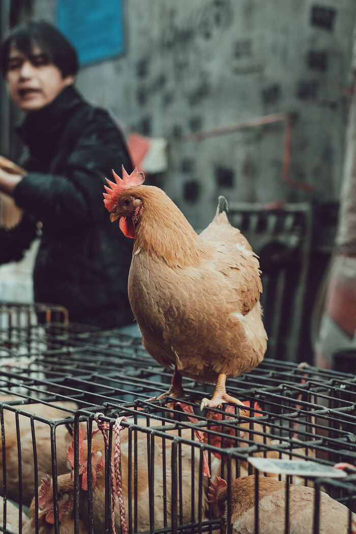 Photo Review: A Raw And Vibrant Journey Through A Farmers Market In Foshan, China – A Cultural Dive For The Bold!