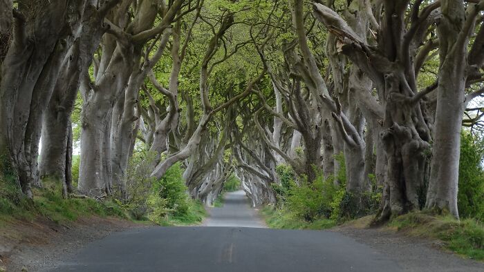 Tree tunnel forming a natural arch over a road, showcasing incredible and stunning natural phenomena.