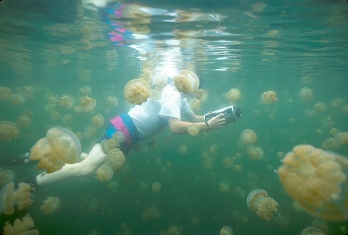 Person snorkeling amidst jellyfish, capturing one of nature's strange phenomena underwater.