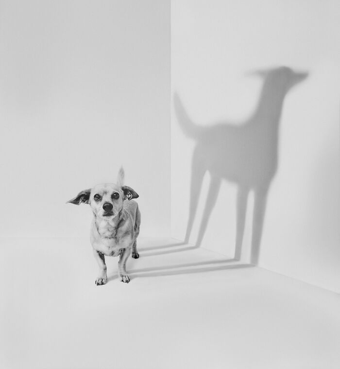 Chihuahua casting a large dog shadow on a white wall, showcasing top pet photography.