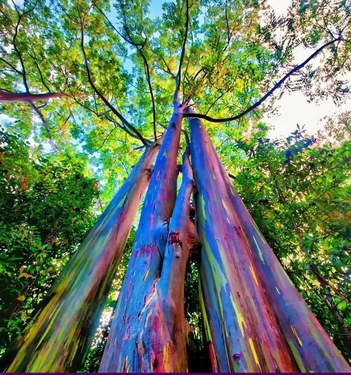 Rainbow Eucalyptus