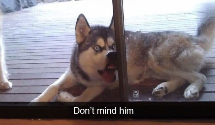 Funny-camera-roll-finds: A husky squished against a glass door with a humorous expression, captioned “Don’t mind him.”