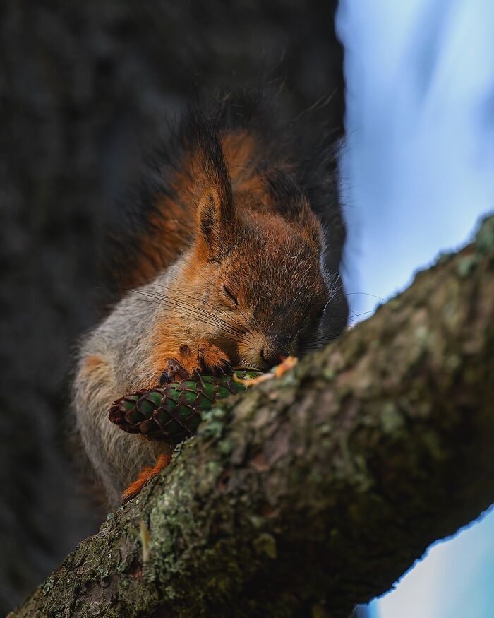 Squirrel captured by Finnish photographer, holding a pine cone on a tree branch in a raw moment.