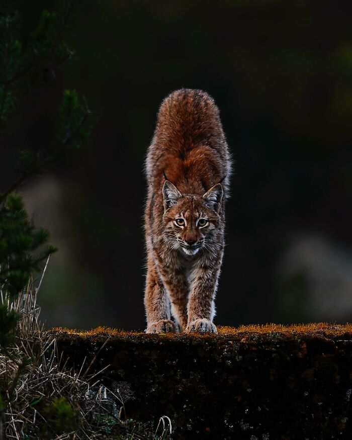 A lynx captured by a Finnish photographer in a raw moment, stretching with a focused gaze in a natural setting.