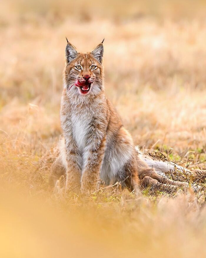 Wild lynx in a natural field, captured by a Finnish photographer, showcasing raw animal moments.