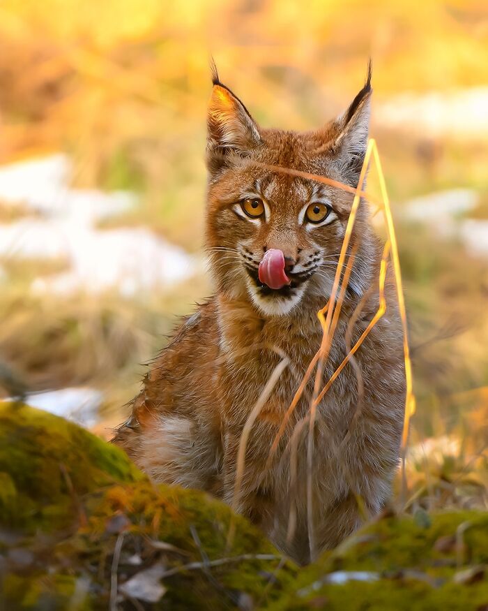 Wild lynx captured in a raw moment, tongue out, in a forest setting by a Finnish photographer.