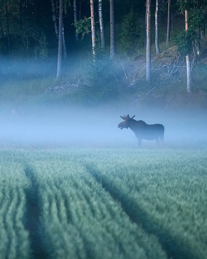 Moose standing in a misty field, captured by Finnish photographer, surrounded by dense forest.