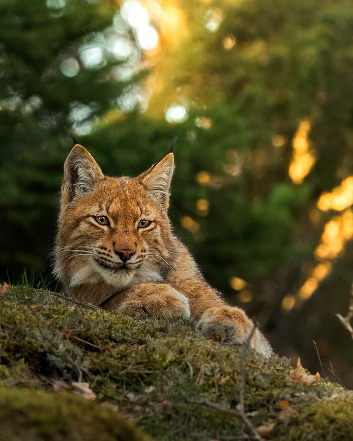 Lynx resting on a moss-covered hill, captured by a Finnish photographer in a raw moment.