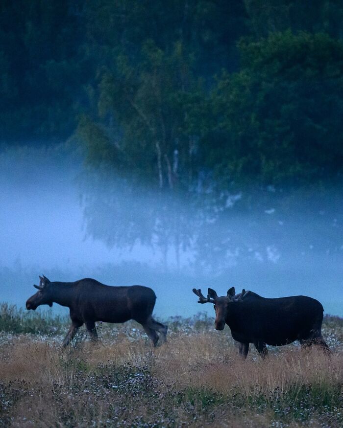 Two moose in a misty field captured by a Finnish photographer, showcasing animals in their raw moments.