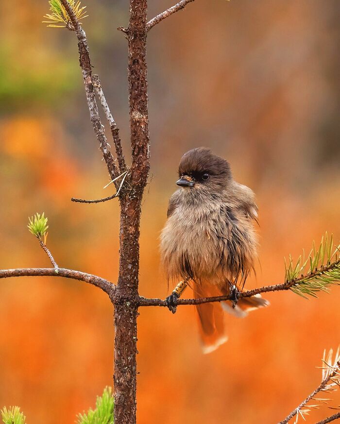 A small bird perched on a branch, captured by Finnish photographer, against a vibrant autumnal background.