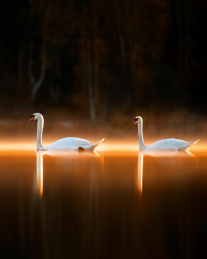 Two swans gliding on a misty lake, captured by a Finnish photographer in a serene moment.