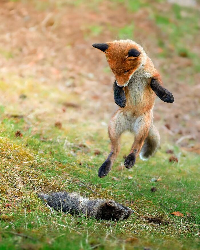 A fox captured mid-air by a Finnish photographer in a raw moment, leaping above another animal in a grassy area.