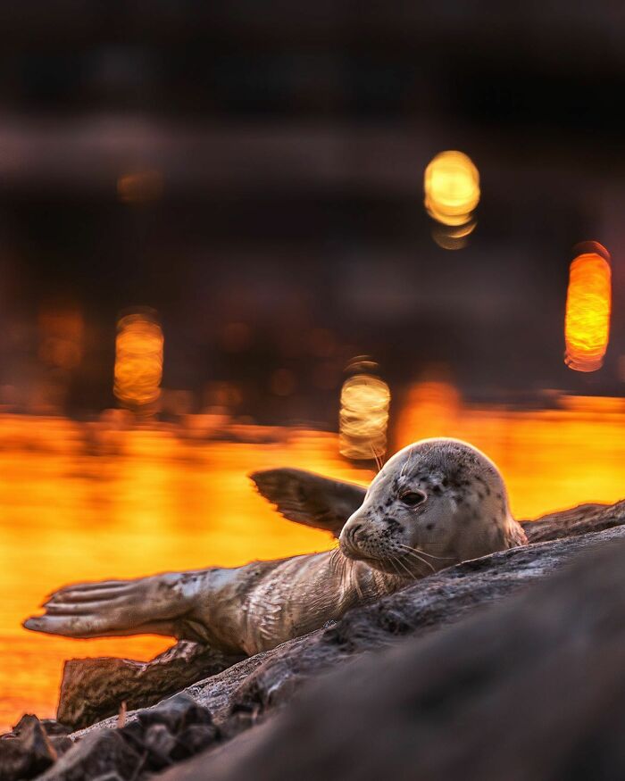 A seal rests on rocks by the water at sunset, captured by a Finnish photographer.