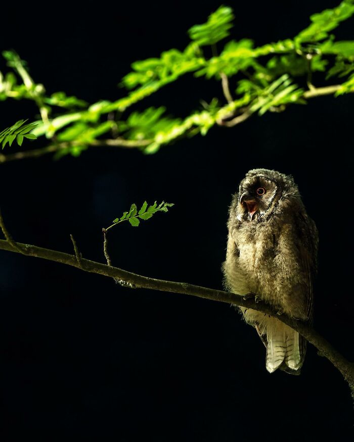 Finnish photographer captures an owl perched on a branch at night, highlighted against a dark background.