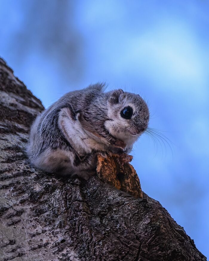 Finnish photographer captures a squirrel perched on a tree, showcasing its natural beauty in a raw moment.