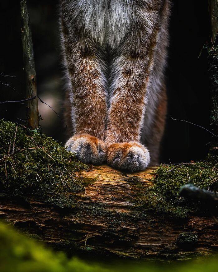 Lynx paws on a log in forest setting, captured by a Finnish photographer in a raw animal moment.