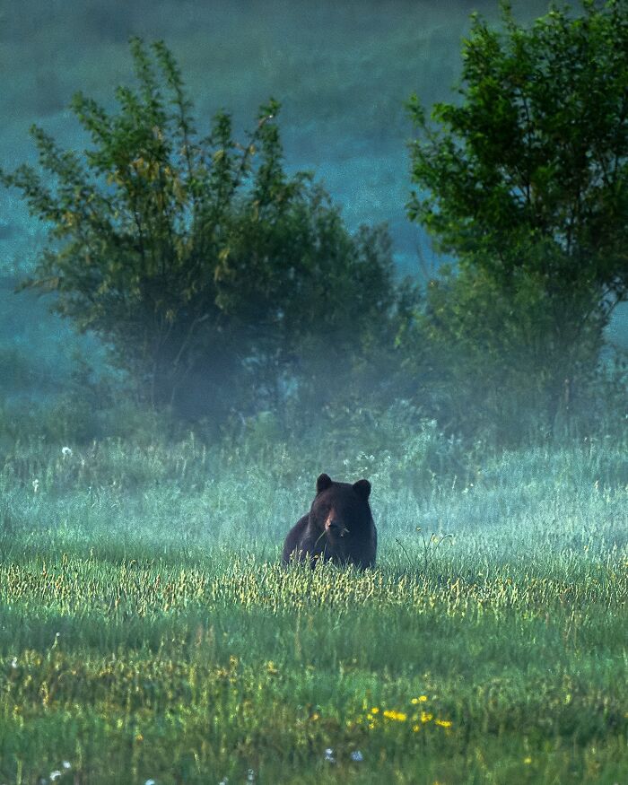 Bear in a misty field, captured by a Finnish photographer, showcasing animals in their raw moments.