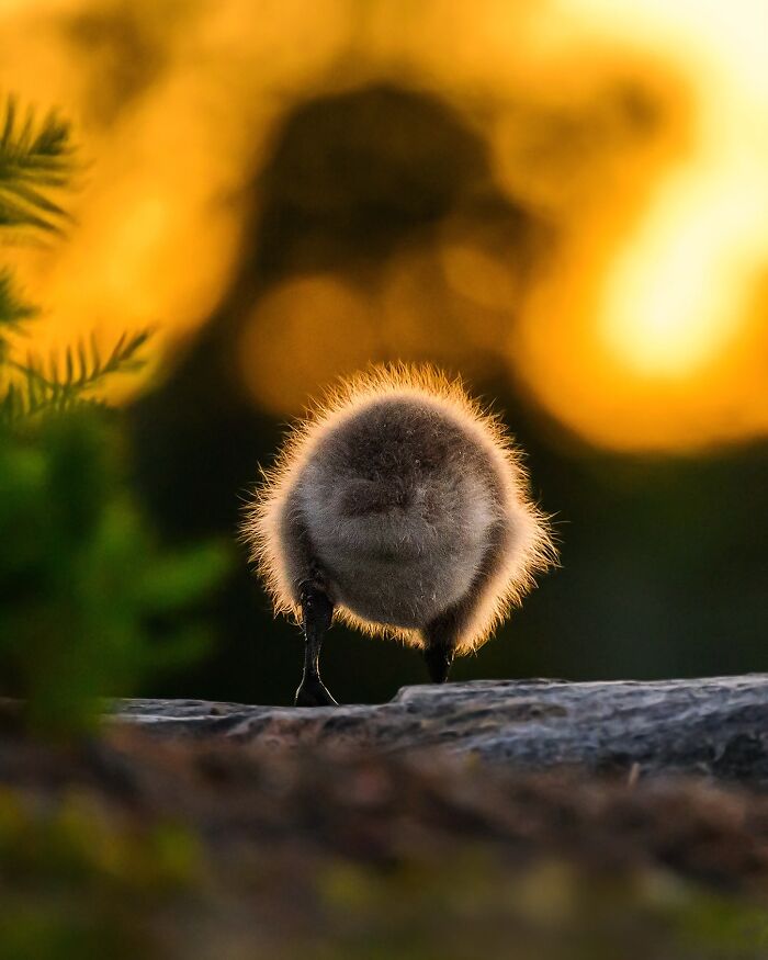 Fluffy animal captured in its natural setting by Finnish photographer, with warm sunset in the background.