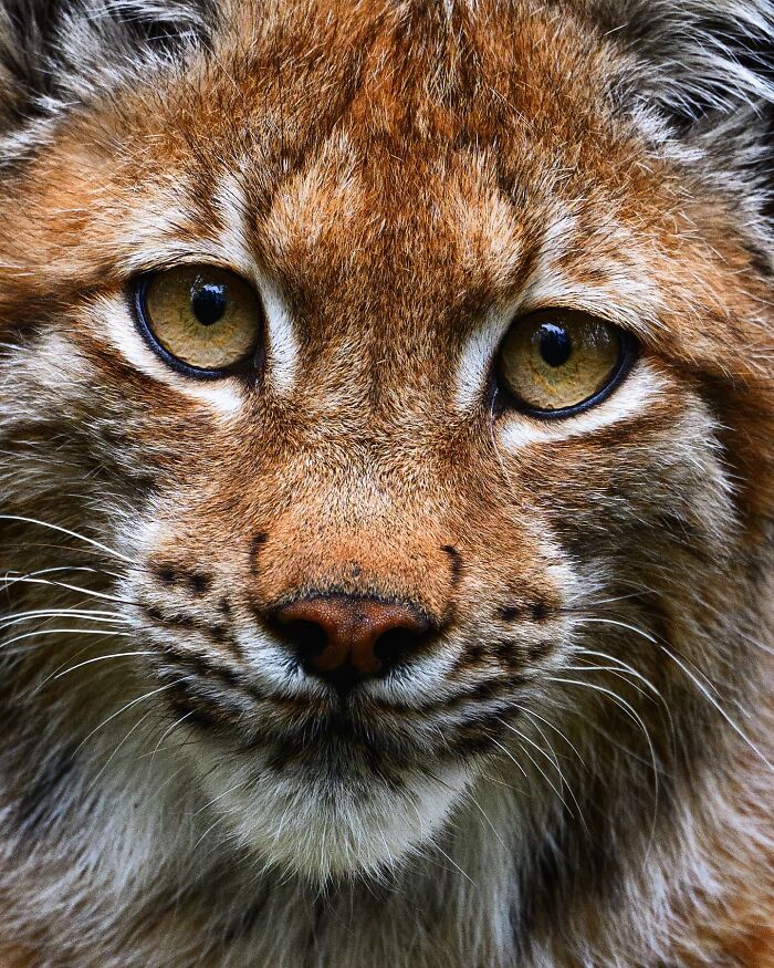 Close-up photo of a lynx by Finnish photographer, capturing its intense gaze and natural beauty.