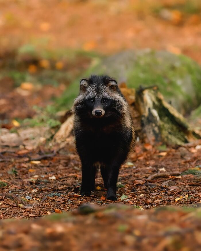 A raccoon dog in a forest, captured by a Finnish photographer in a raw moment.