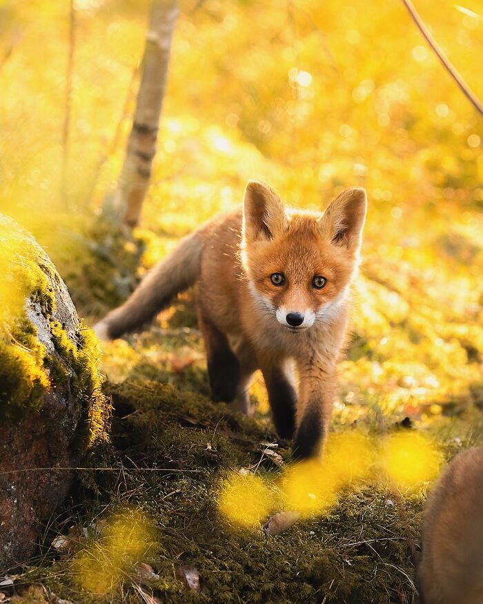 Young fox photographed in a forest, showcasing its natural beauty and raw moment against a sunlit background.