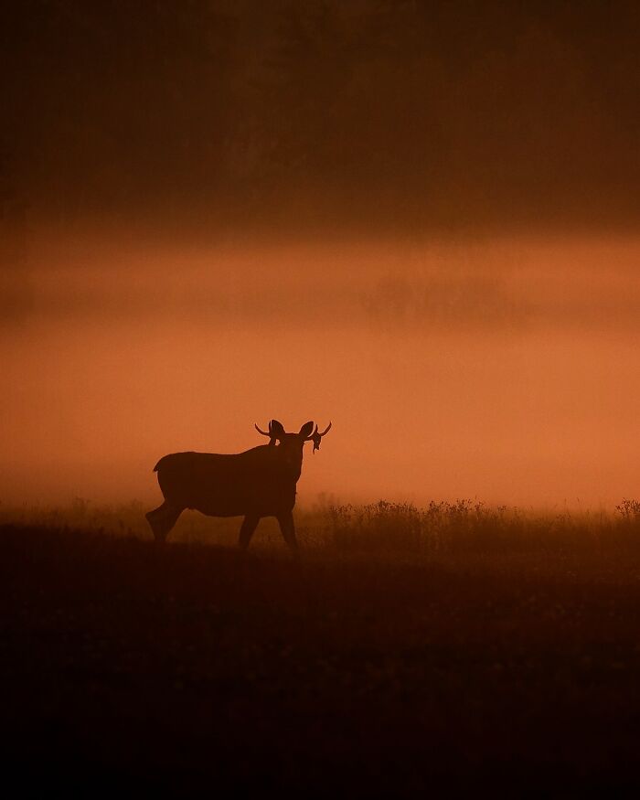 Silhouette of an animal in a misty sunrise, captured by a Finnish photographer.