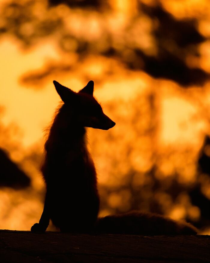 Silhouette of a fox at sunset, captured by a Finnish photographer showing animals in their raw moments.